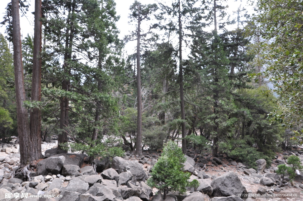 山間樹林