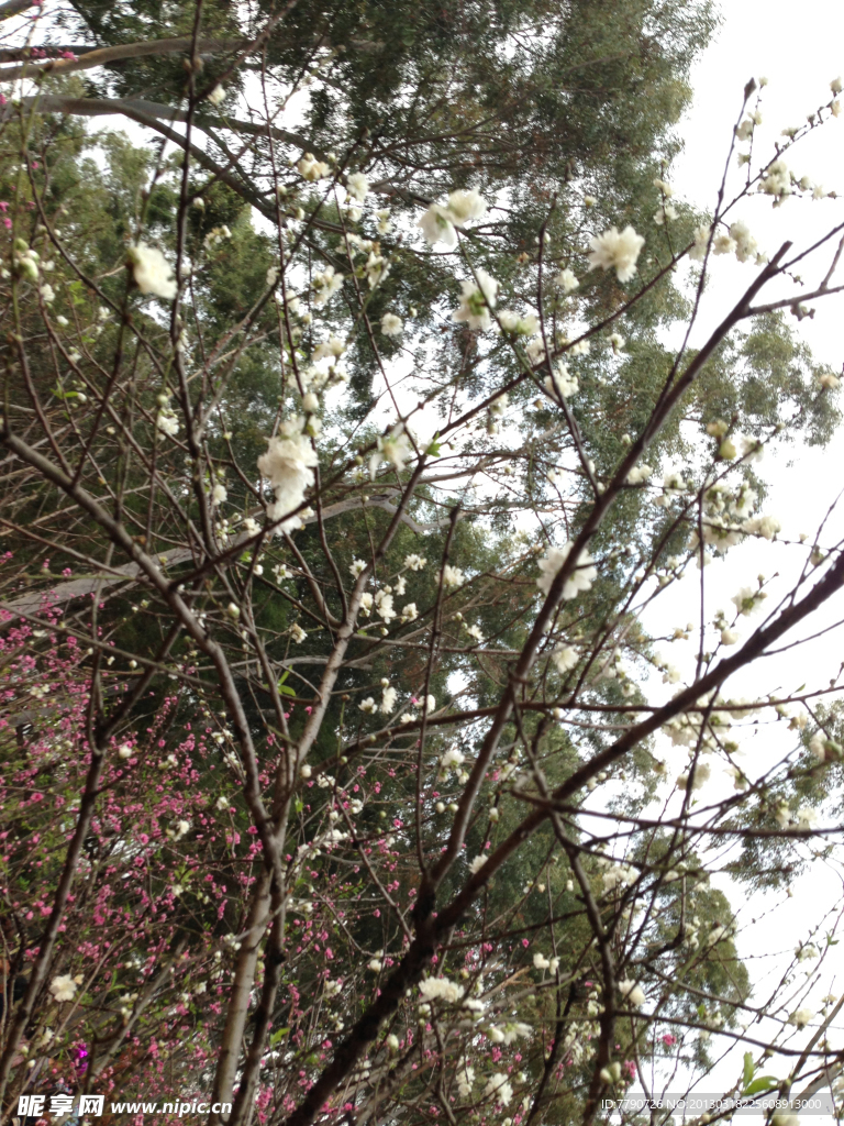 廈門忠侖公園桃花
