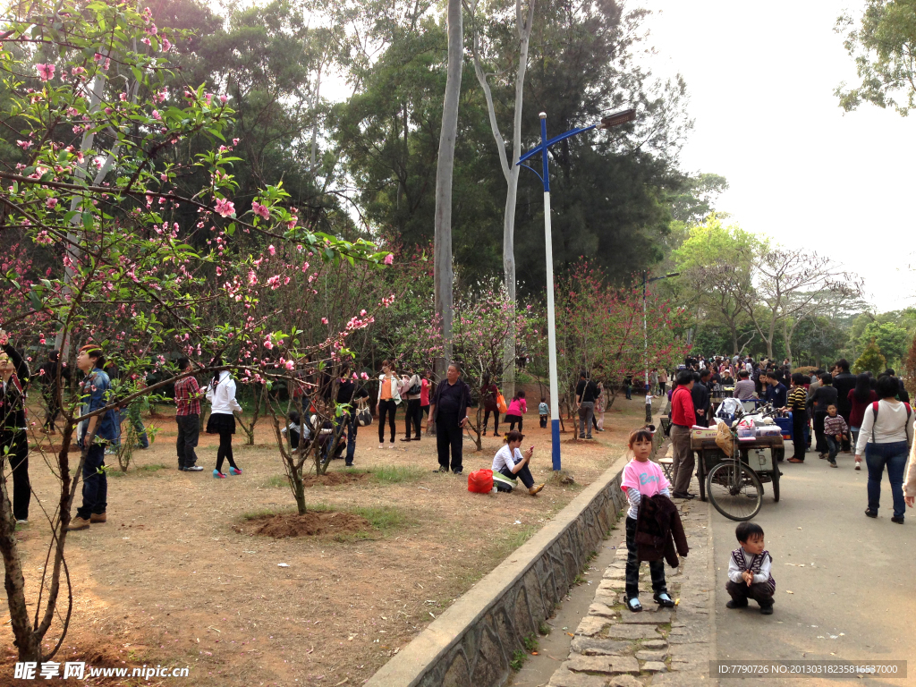 廈門(mén)忠侖公園桃花