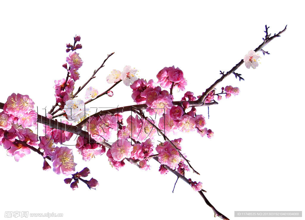 梅花