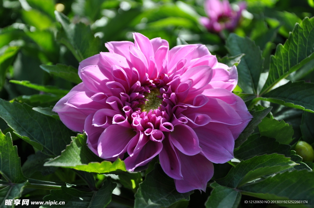 紫花