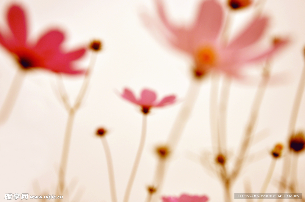 格桑花開
