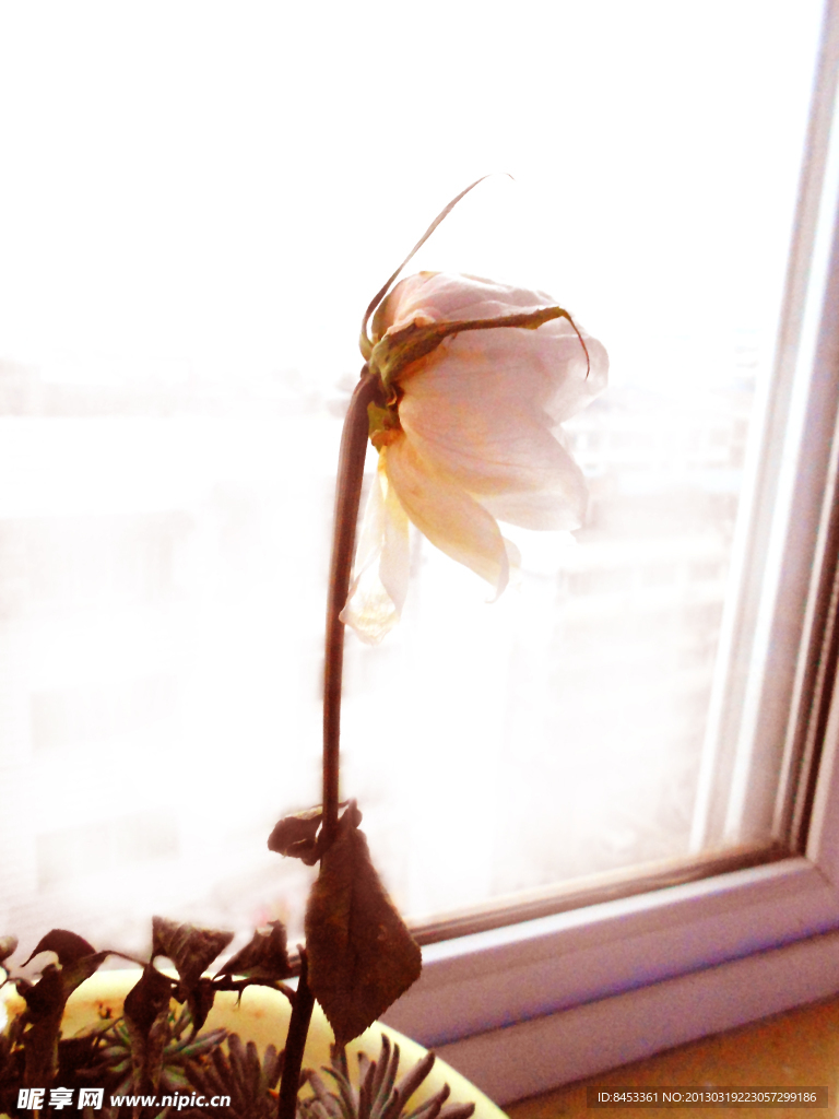 枯花
