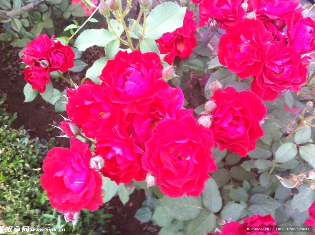 月季花