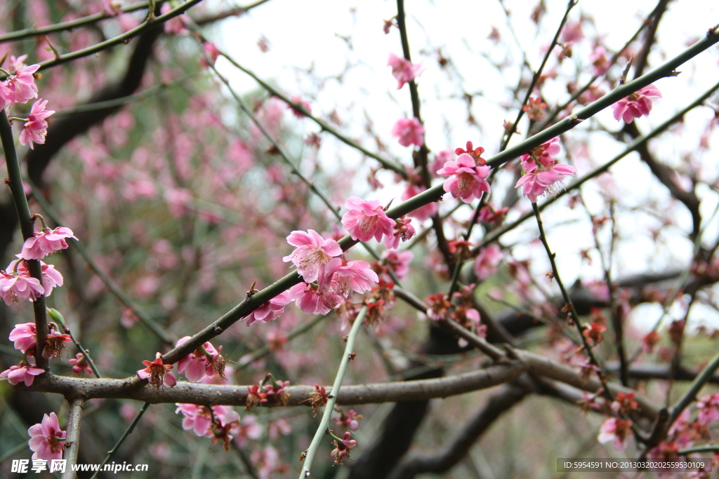 桃花