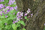 紫色花 野花