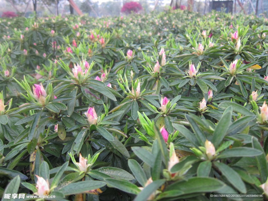 杜鵑花 映山紅