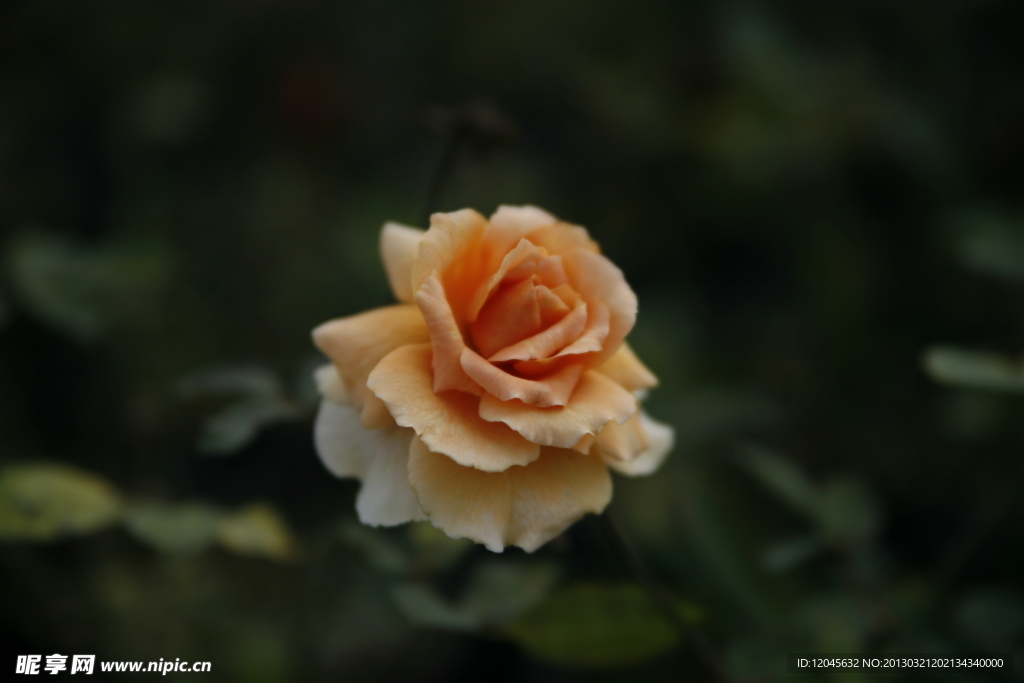 月季 薔薇 歐月