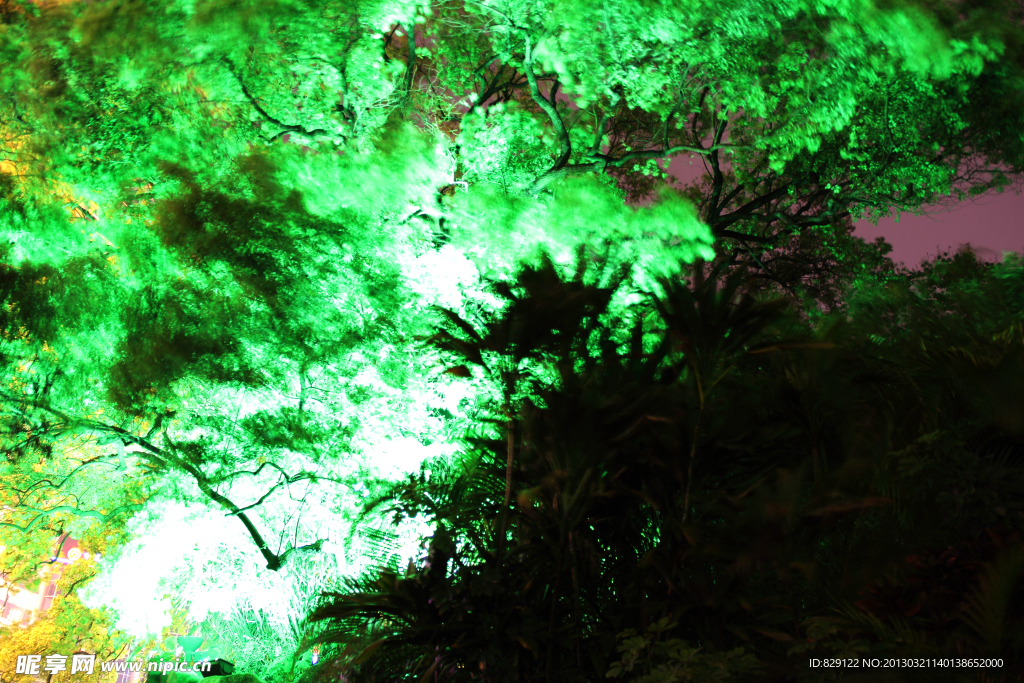 公園樹木夜景