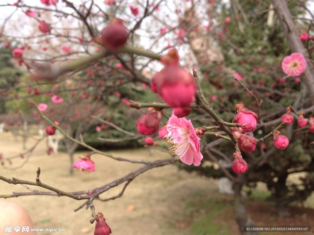 梅花