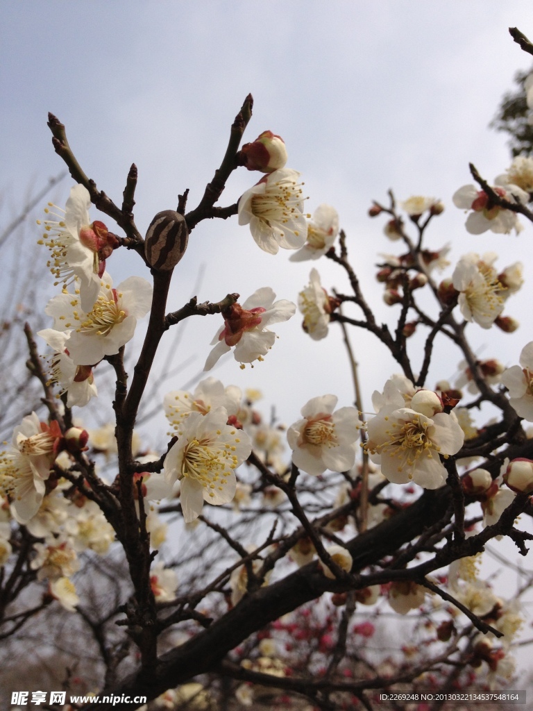 梅花