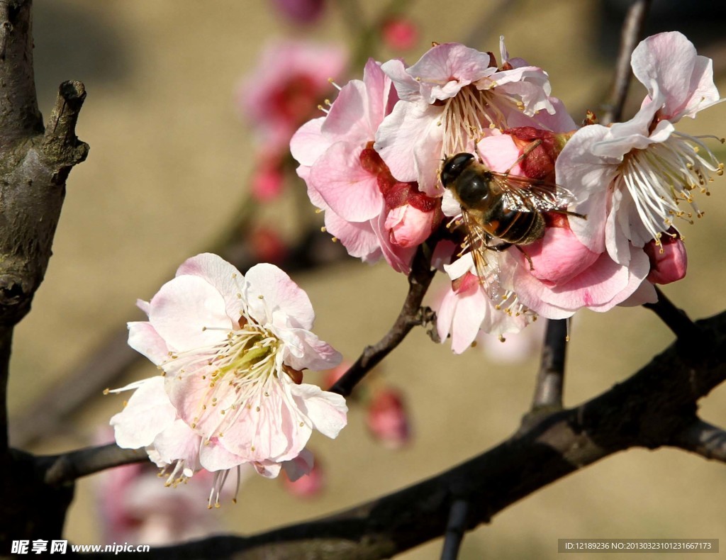 梅花 蜜蜂