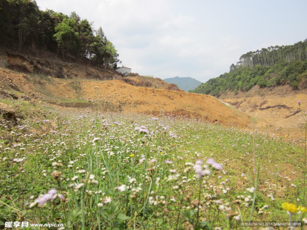 清涼山梯田的花