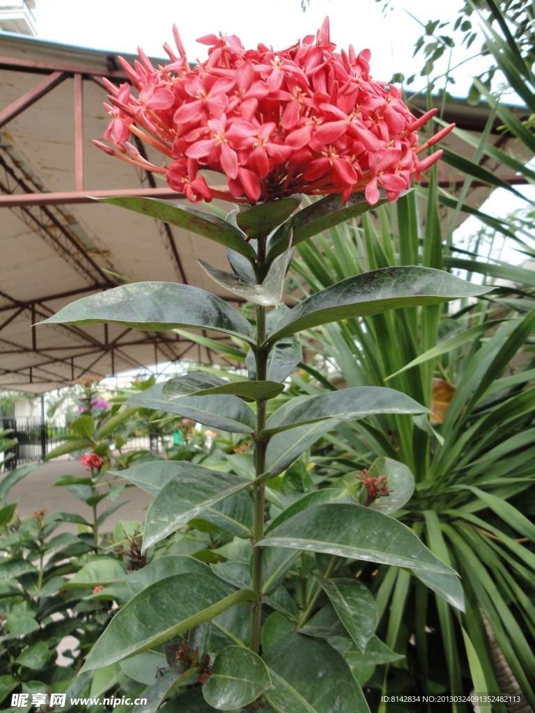 龍船花