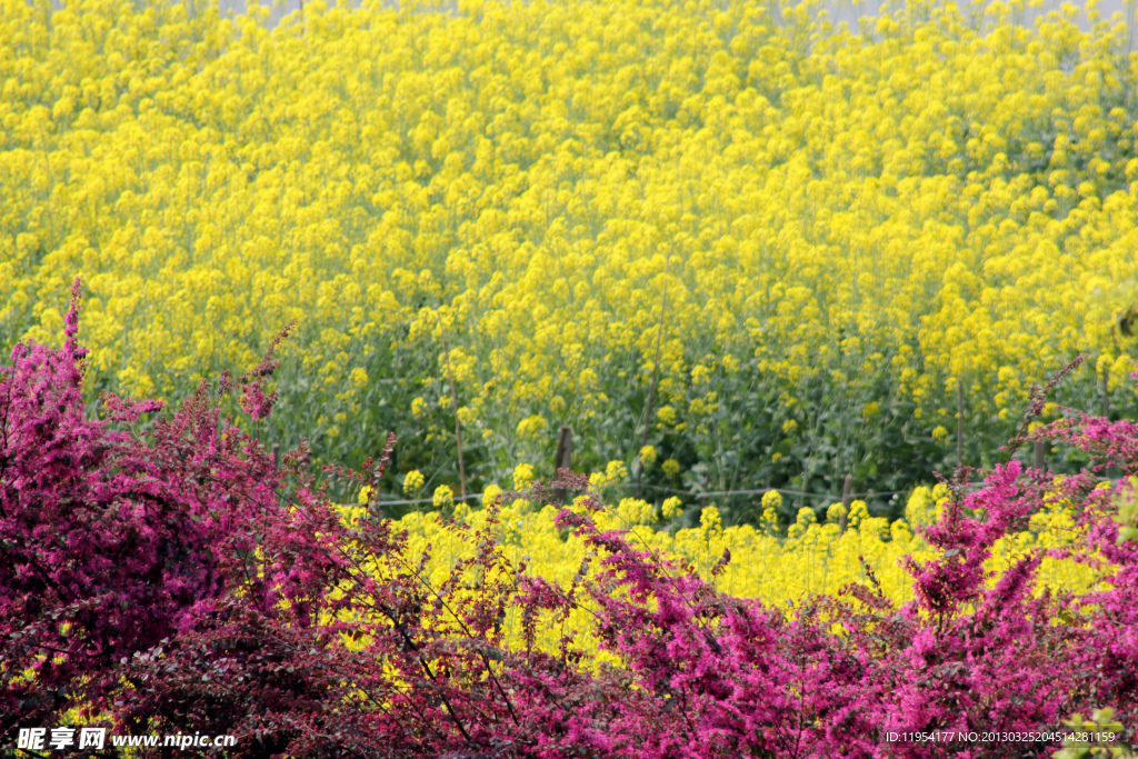 油菜花