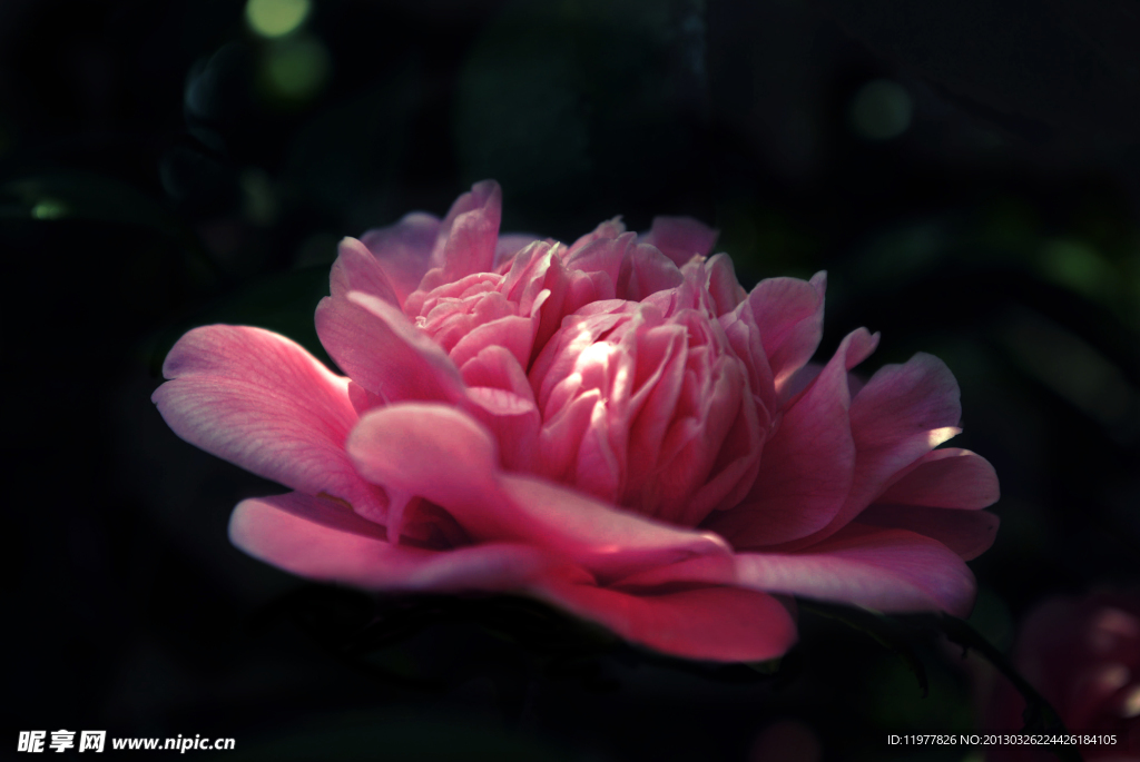 茶花 粉色