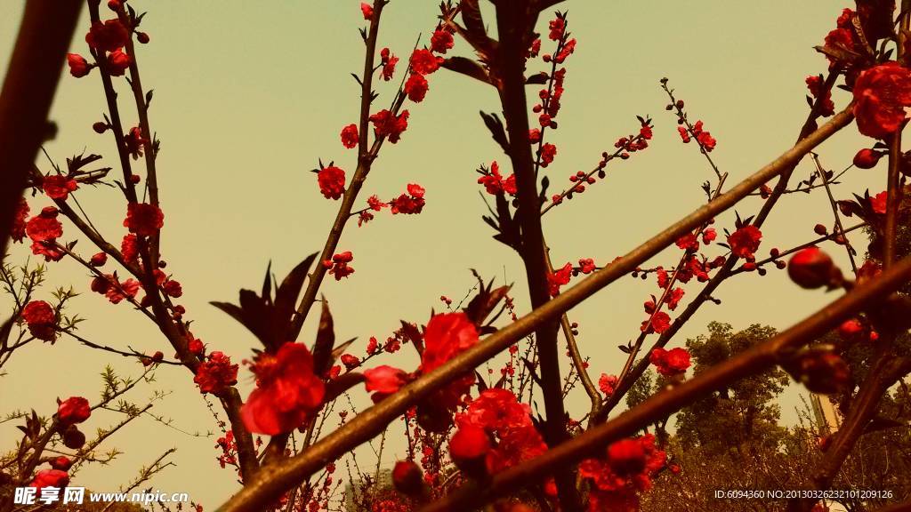 桃花