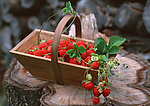 新鲜采摘草莓