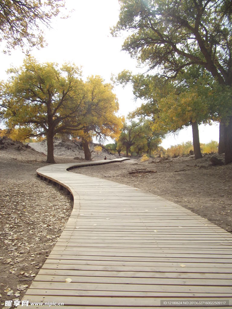 林間小路