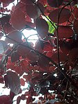 紅葉