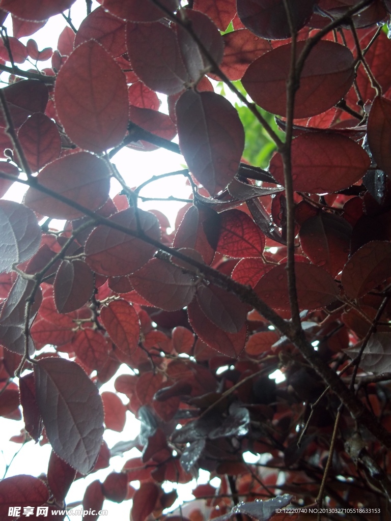 紅葉