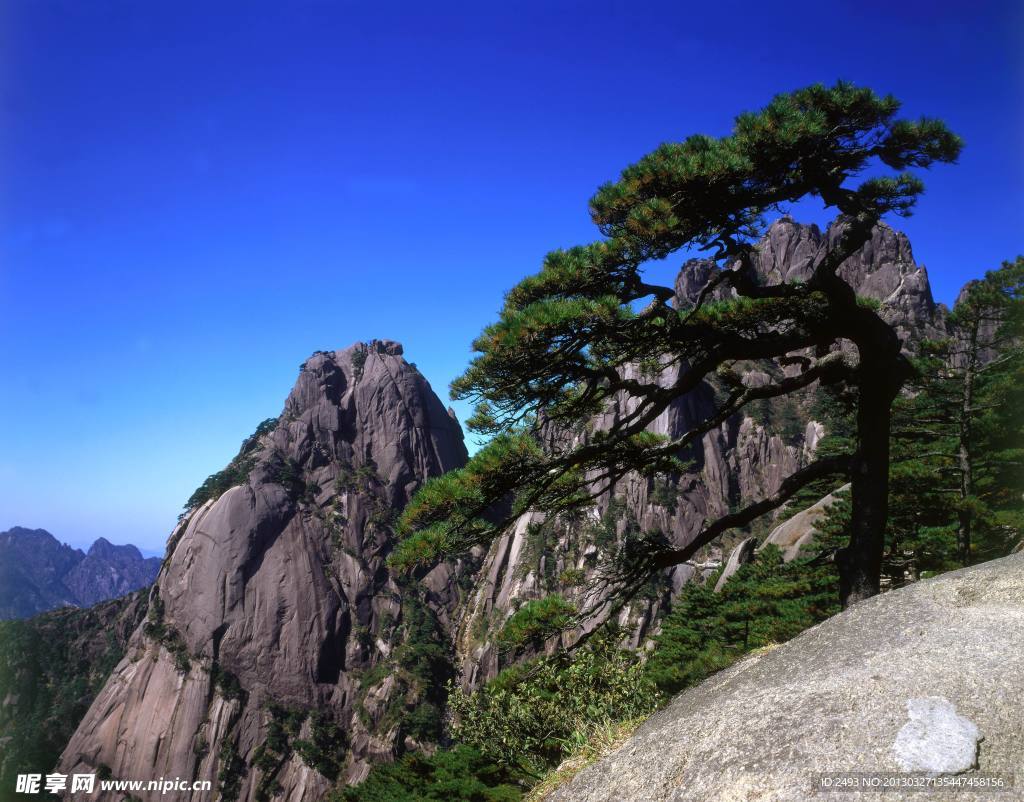 黃山迎客松