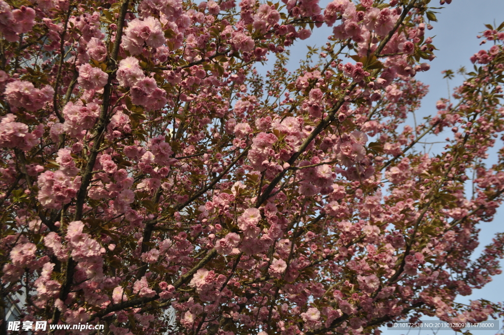 櫻花