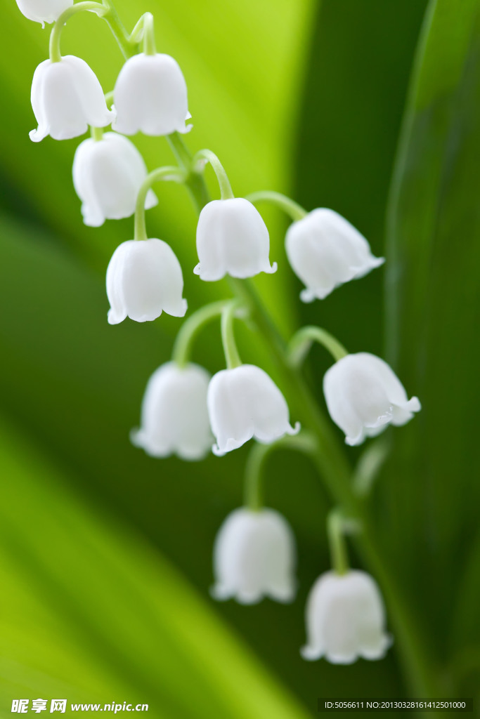 茉莉花