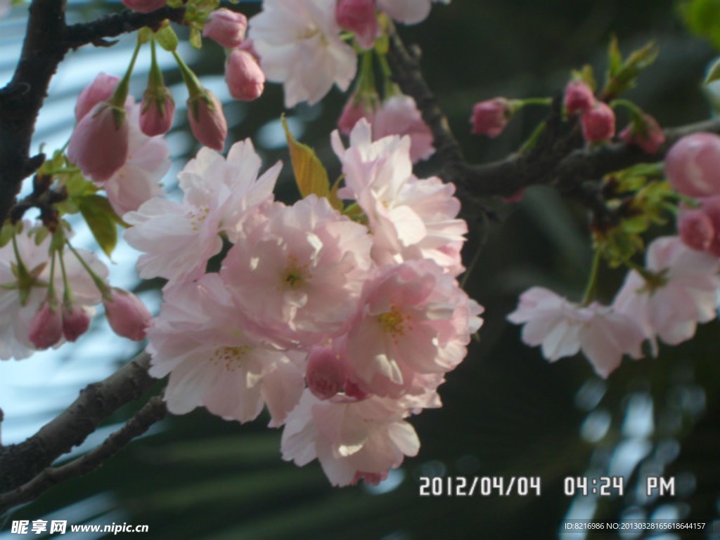 櫻花