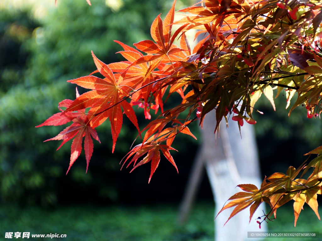 紅葉