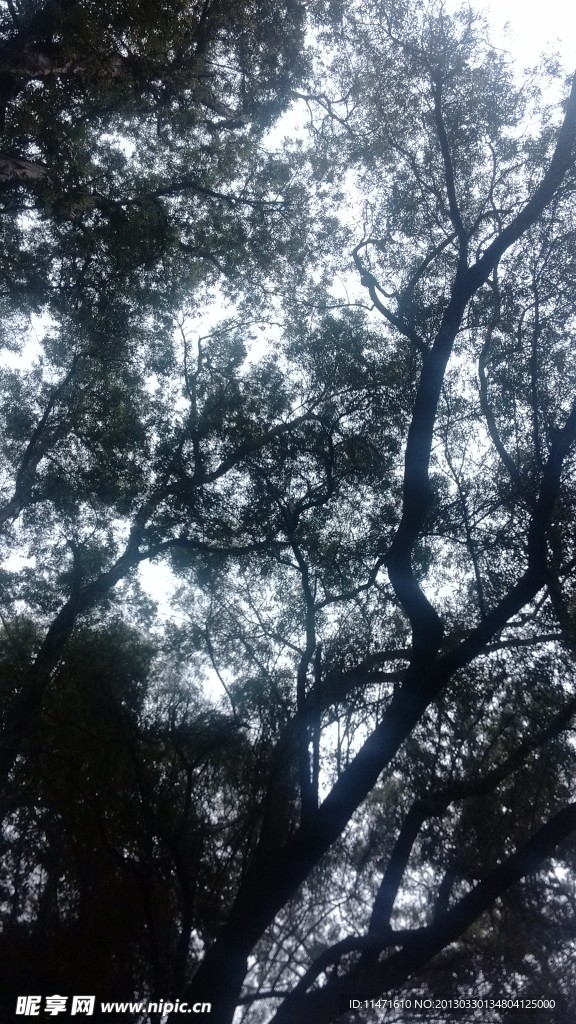 樹下