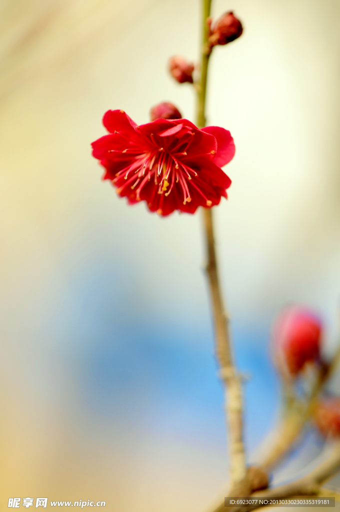 梅花
