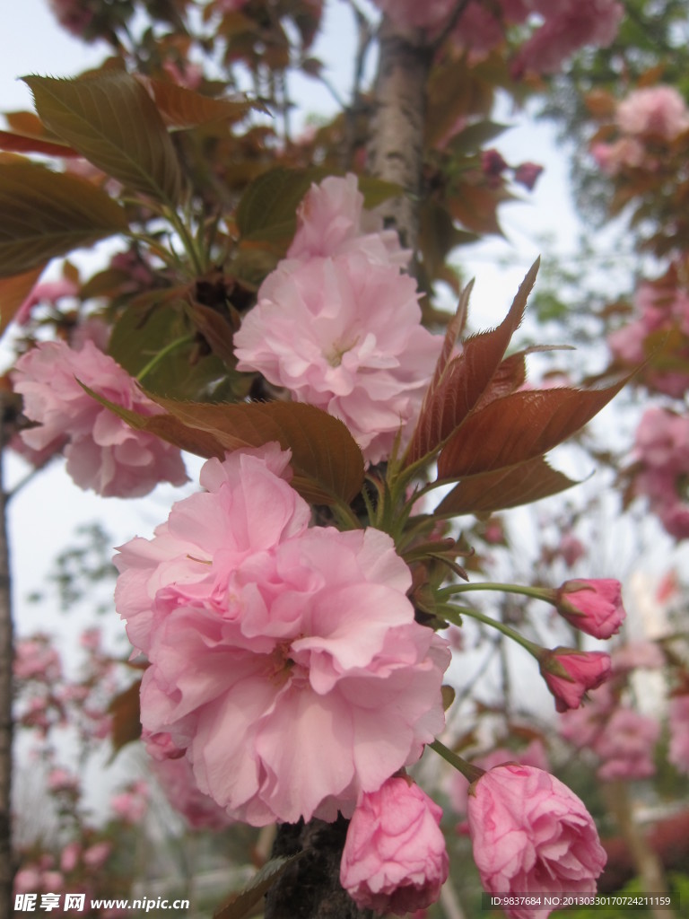 粉紅簇?fù)砗Ｌ幕? />
                            </div>
                    </div>
                </div>



                <div   id=