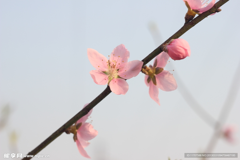 桃花 田園攝影