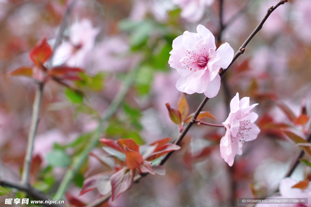 桃花