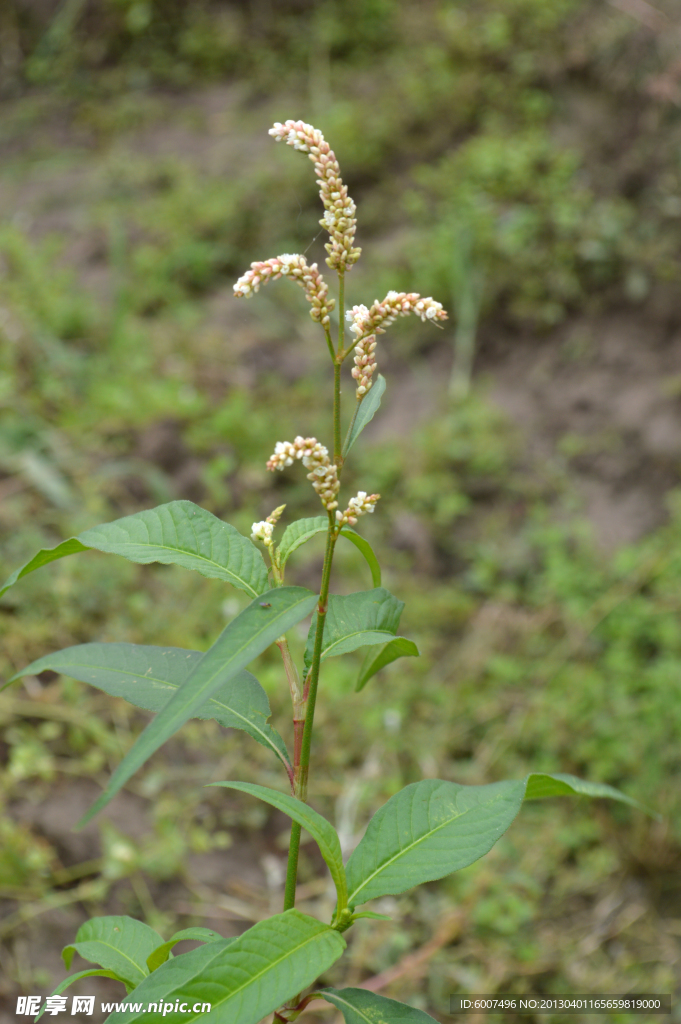 田中雜草