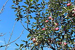 秋天的苹果树
