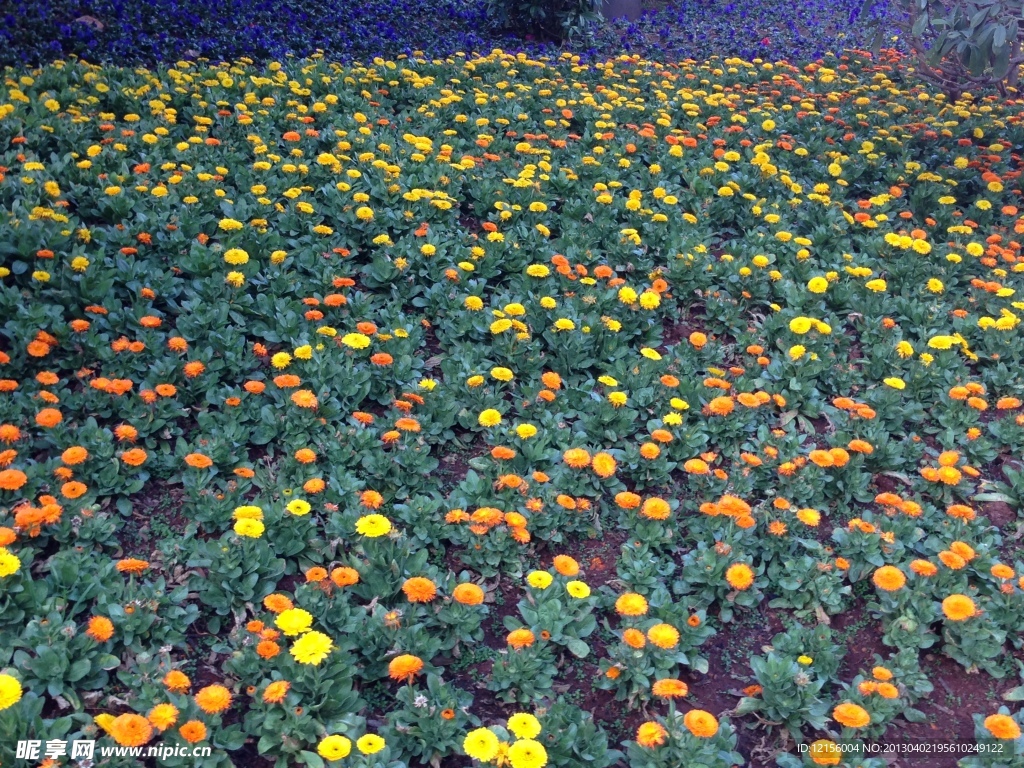 自然風(fēng)景 彩色 花朵