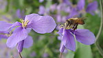 紫花和蜜蜂