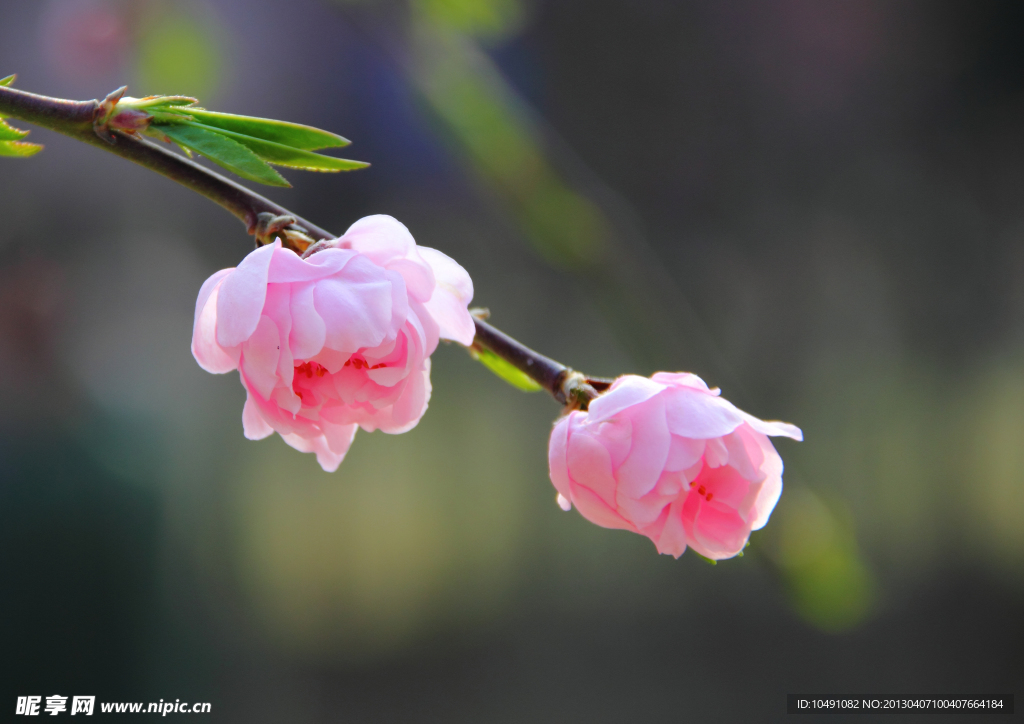 桃花