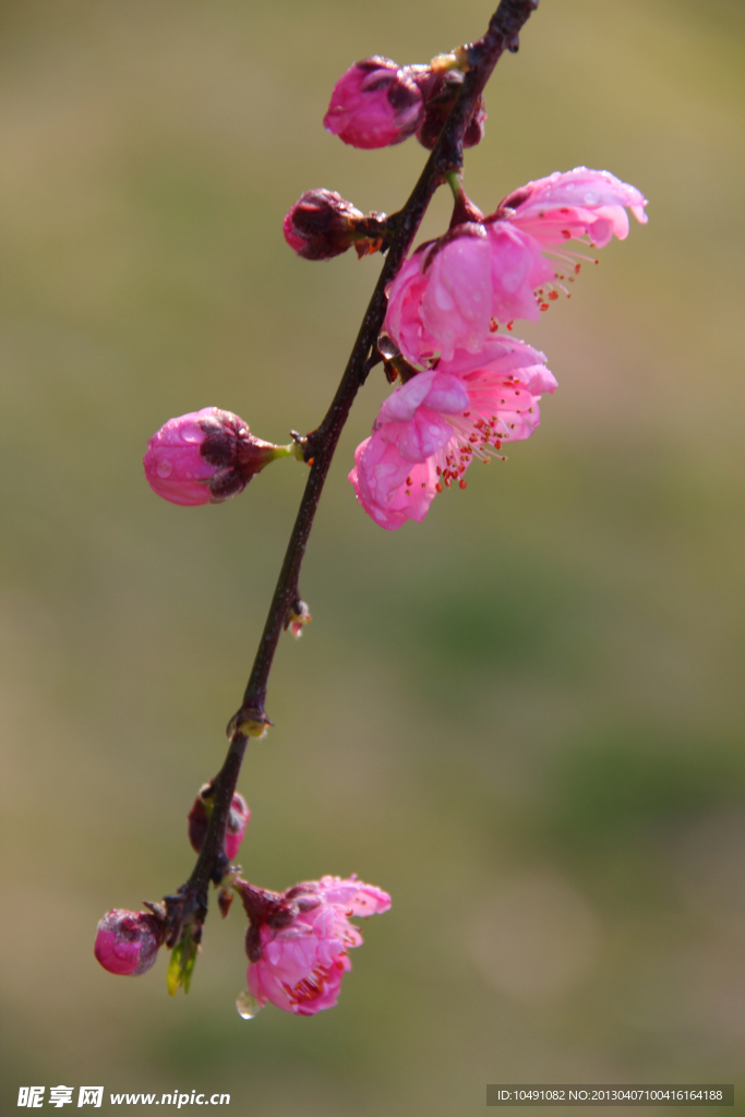 桃花