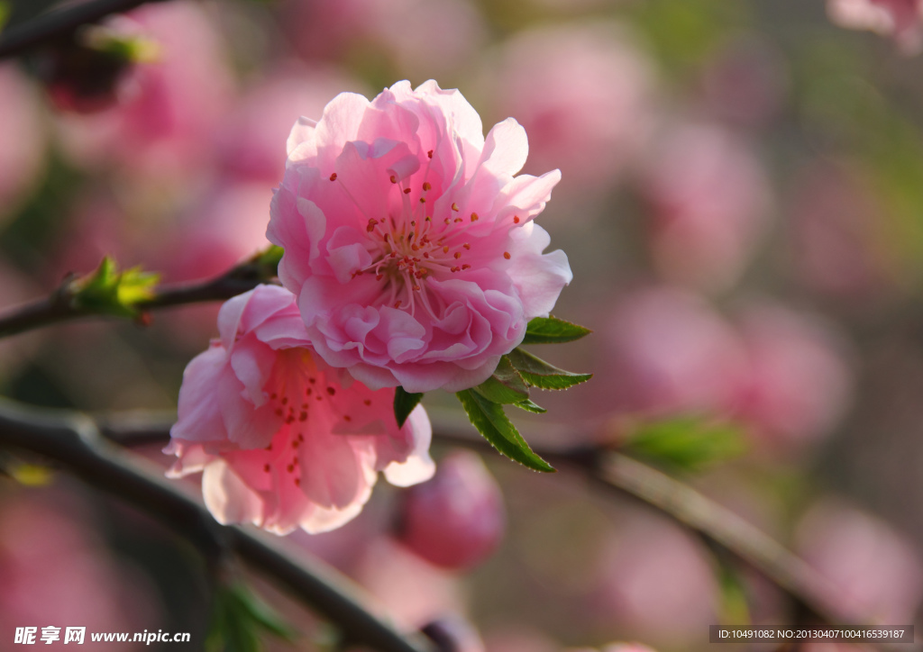 桃花