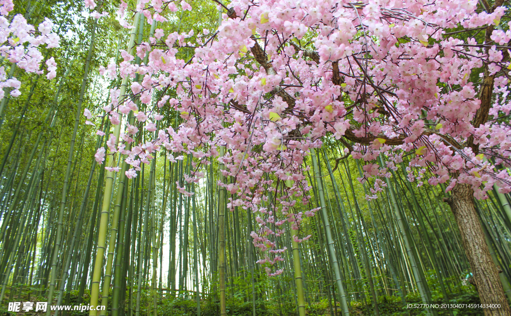 竹林櫻花