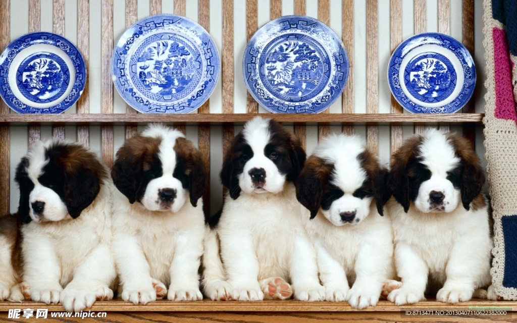 可愛 狗狗 貝貝