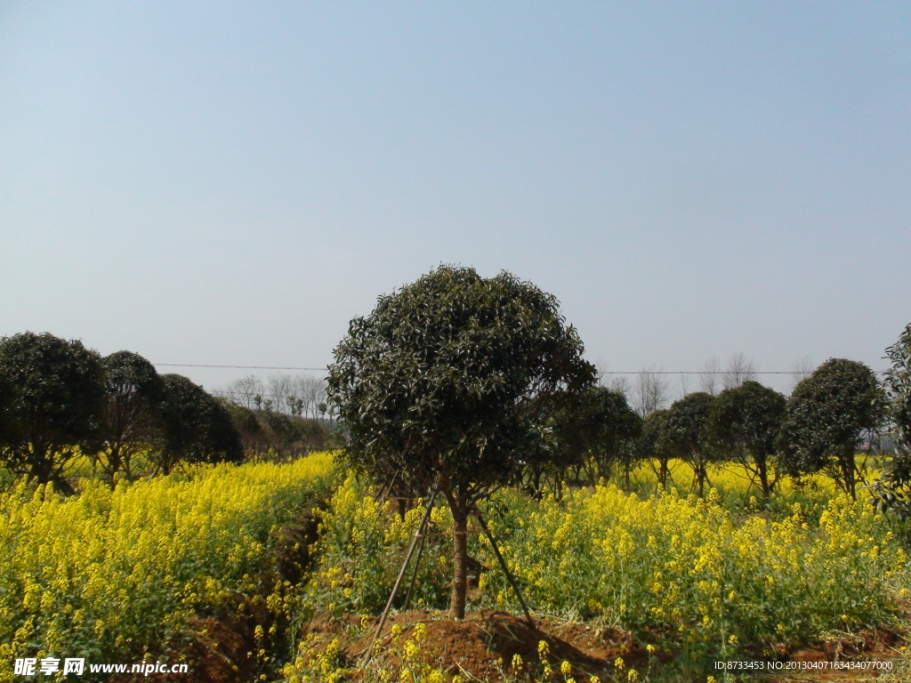 蔬菜基地油菜花