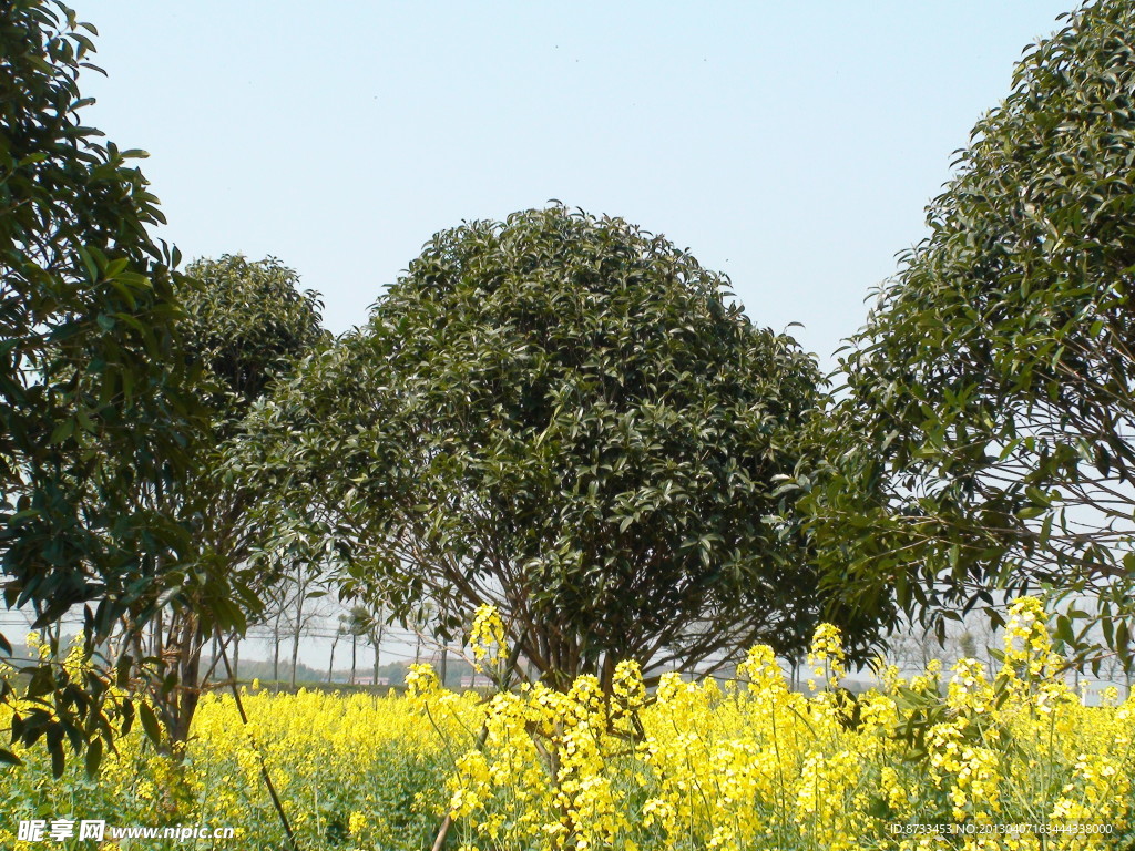 蔬菜基地油菜花