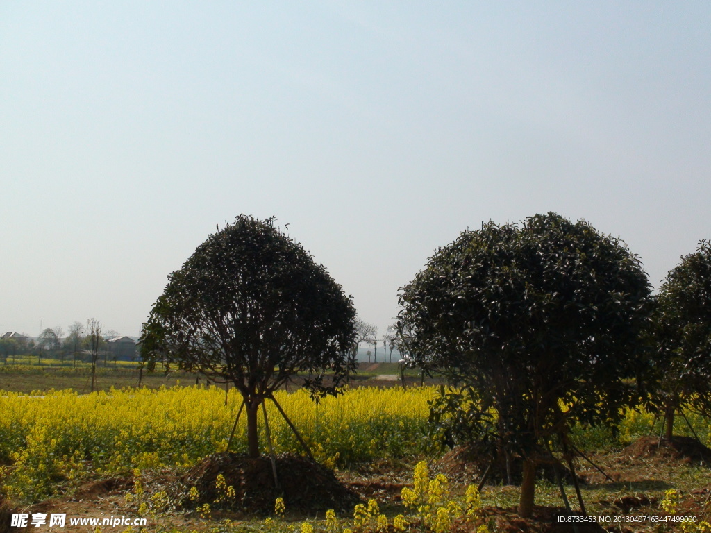 蔬菜基地油菜花