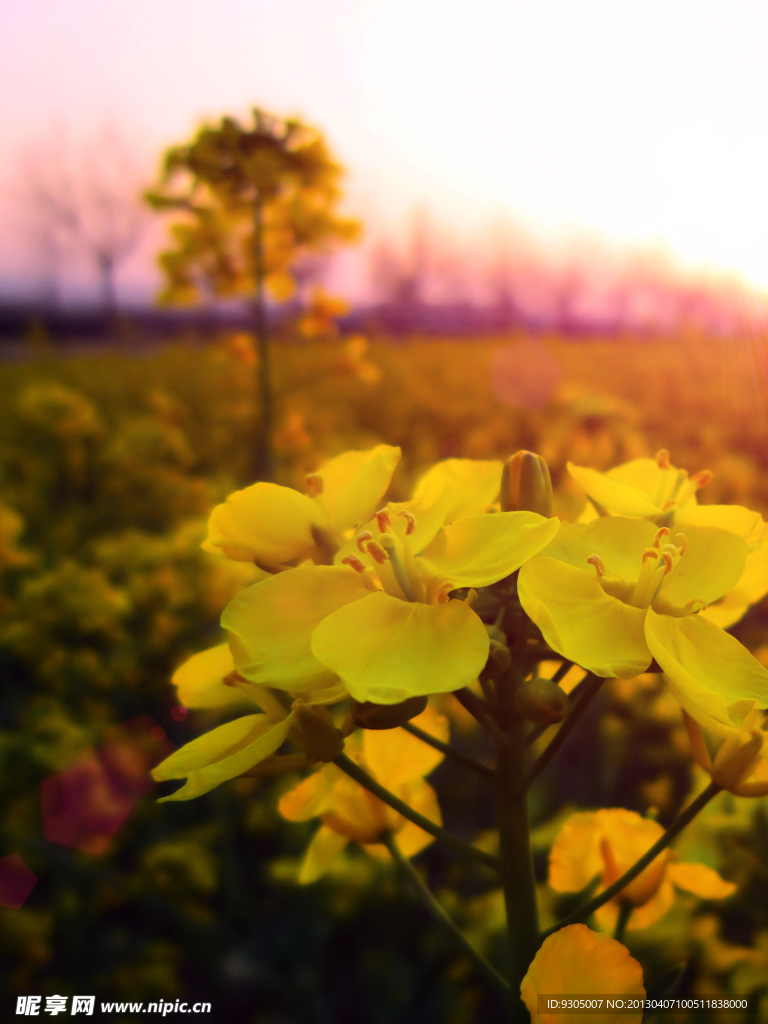 夕陽(yáng)的油菜花