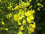 油菜花