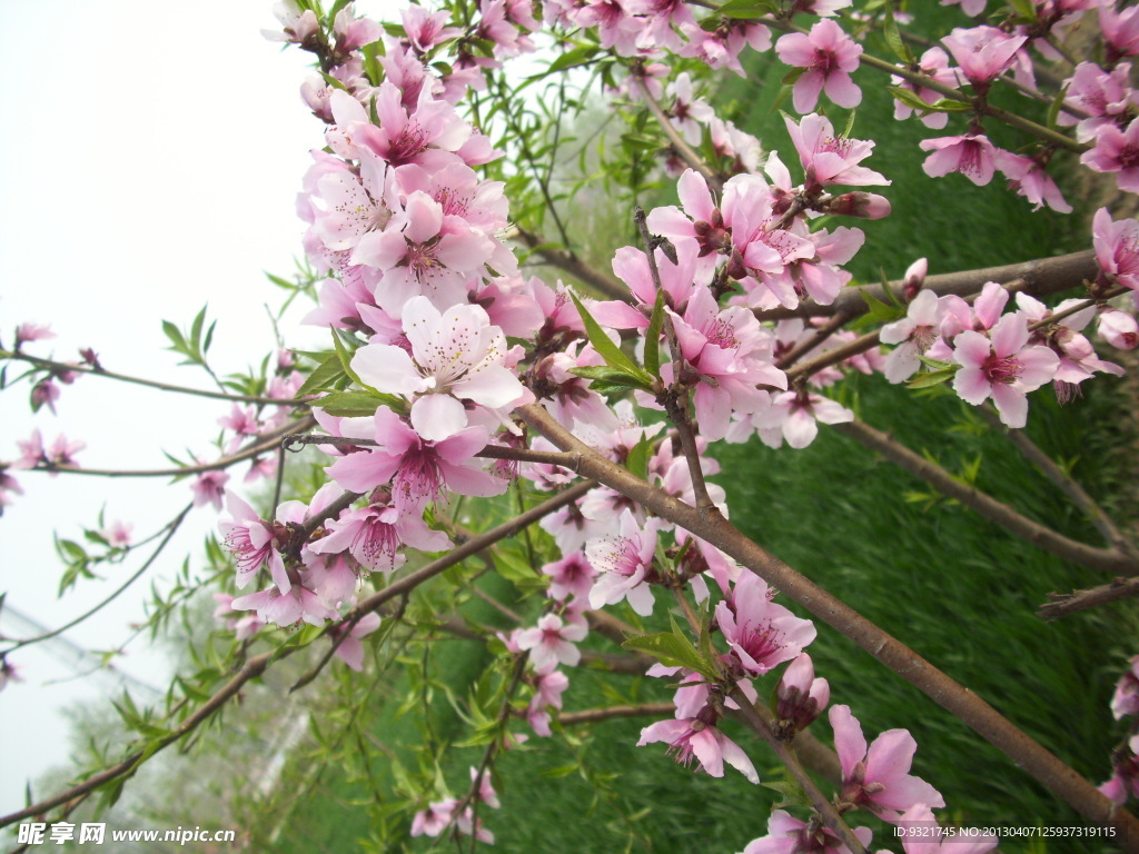 桃花